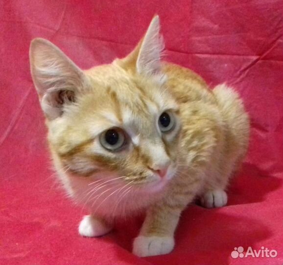 Кошка Эмили