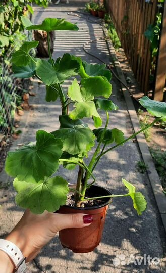 Комнатные растения