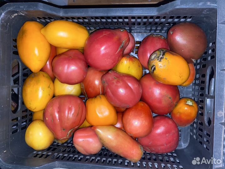 Помидоры деревенские