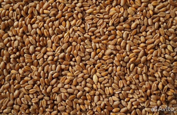 Комбикорм, пшеница, ячмень, кукуруза