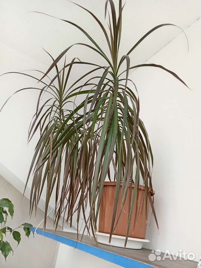 Комнатные цветы