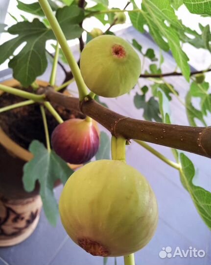 Домашний инжир саженцы