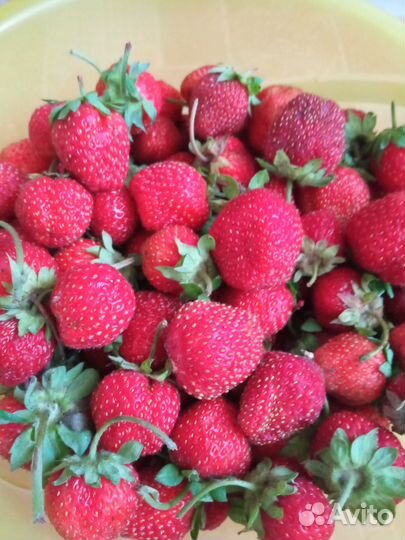 Ягоды виктории