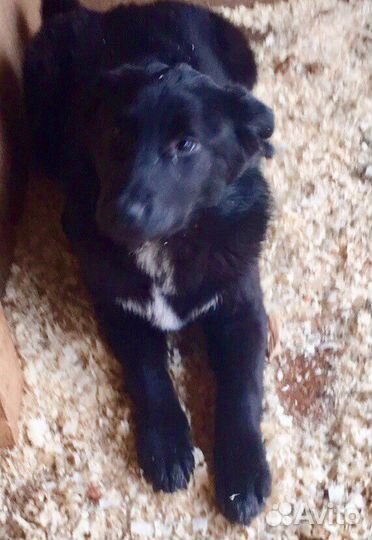 Собака в добрые ручки