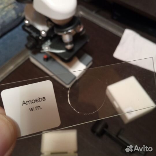 Микропрепарат Амеба для просмотра в микроскоп