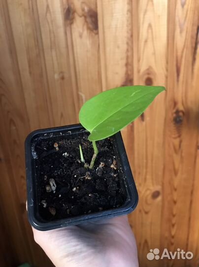 Сциндапсус неон