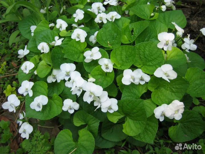 Цветы многолетники