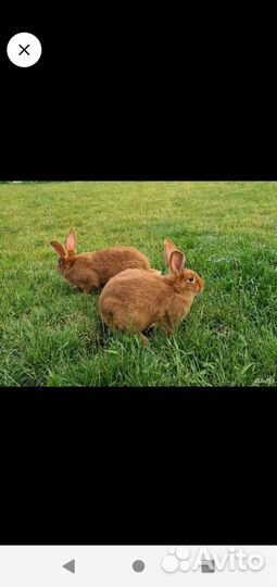 Кролики мясных пород