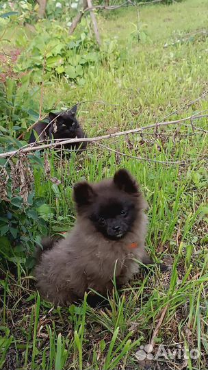Померанский шпиц девочка