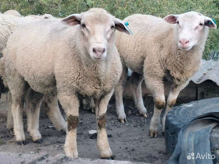 Баран-производитель на племя