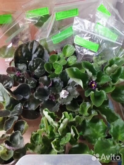 Детки фиалок