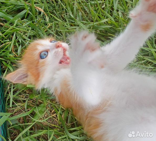 Отдам котенка в добрые руки