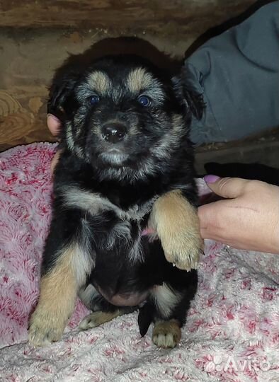 Щенки Крашской овчарки