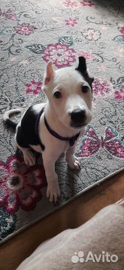 Американский питбультерьер щенки