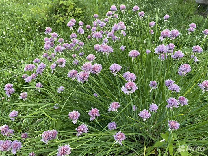 Садовые цветы и кустарники