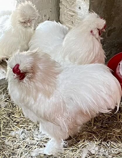 Китайские шелковые петушки