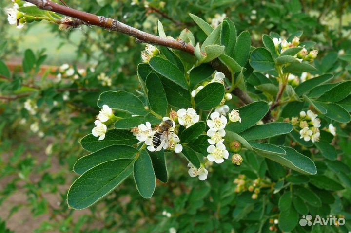 Рябинокизильник Позднякова, семена