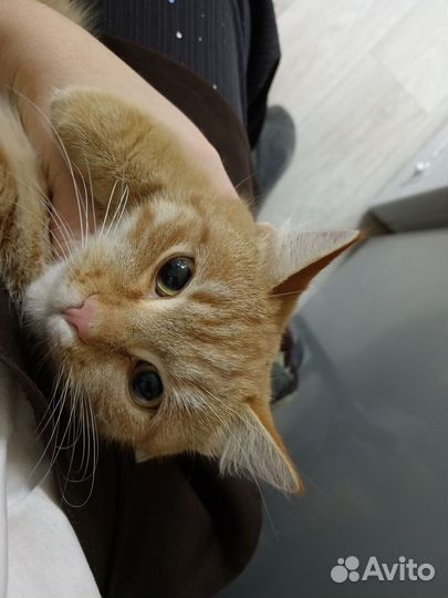 Кошка в добрые руки с лотком