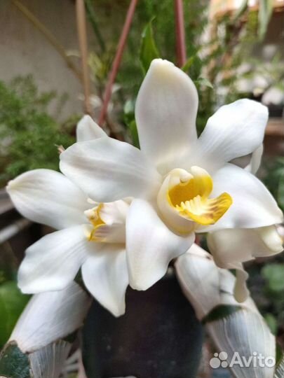 Орхидеи коллекционные