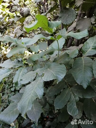 Грецкий орех саженцы