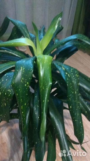 Сансевиерии