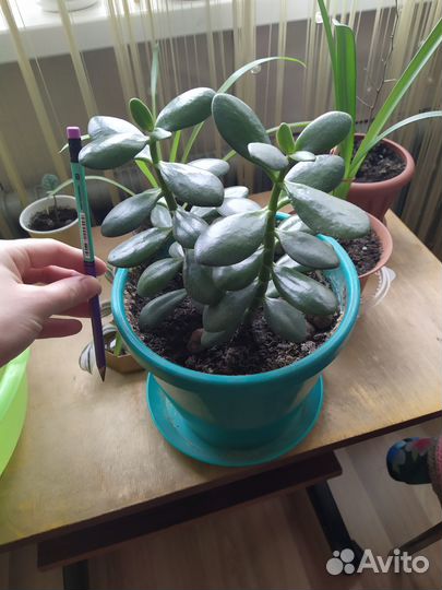 Денежное дерево