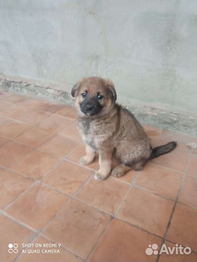 Щенок мальчик