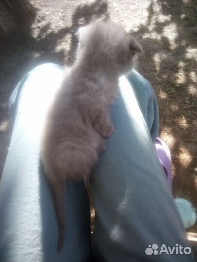 Котёнок- девочка