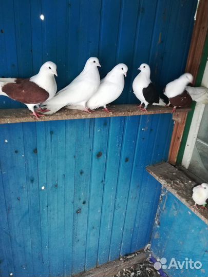 Продаются голуби, читайте описание