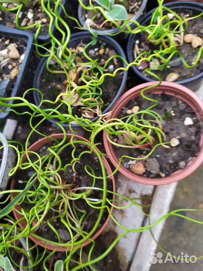 Агава, пальма цикас, новозеландский лен