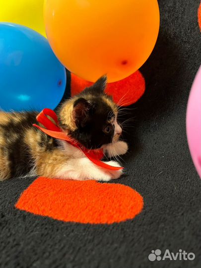Отдам котят