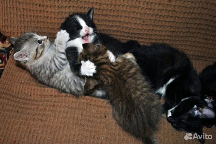 Котик