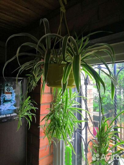 Хлорофитум хохлатый вариегата