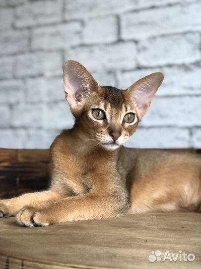 Абиссинские котята