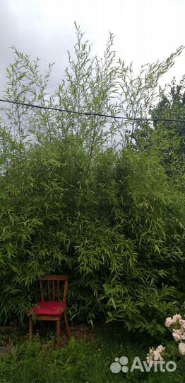 Бамбук Phyllostachys humilis