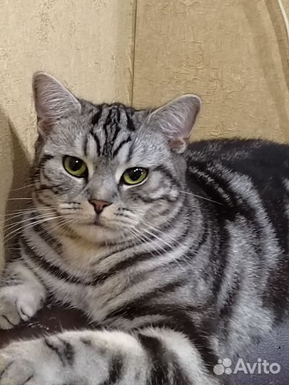 Шотландская кошка