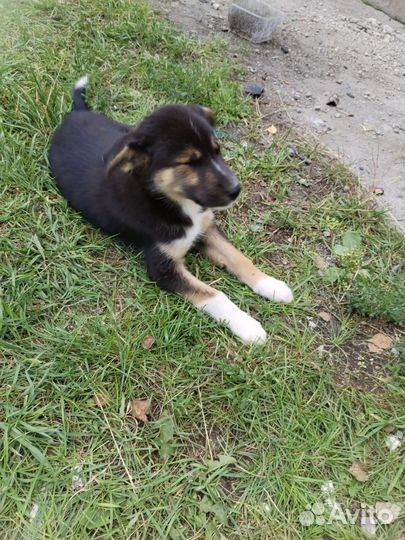 Щеночки девочки