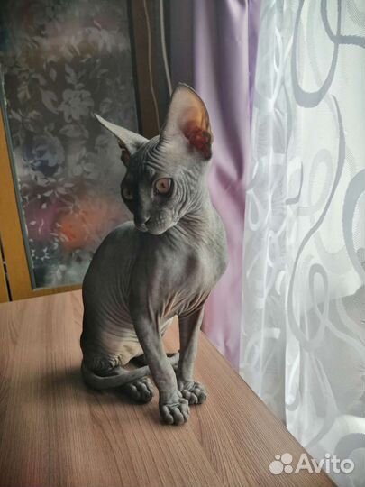 Канадский сфинкс котенок девочка