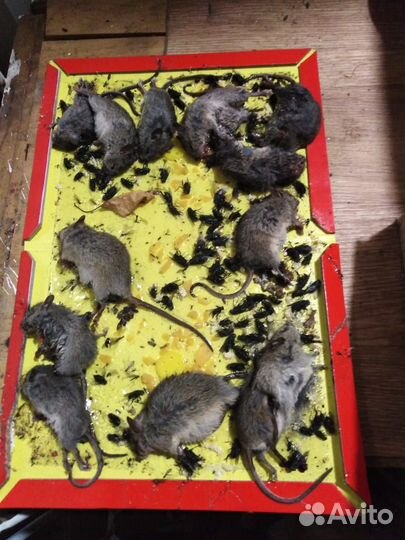 Уничтожение Тараканов, Клопов, Клещей, Ос, Плесень