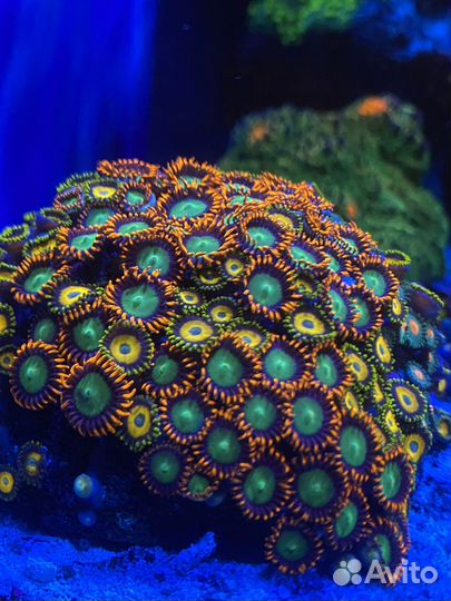 Морские кораллы для аквариума