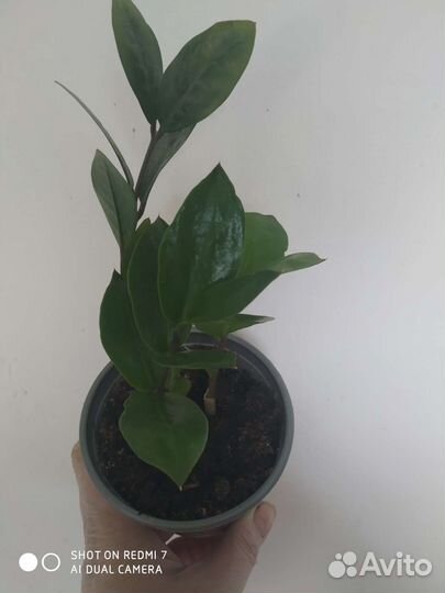 Замиокулькас