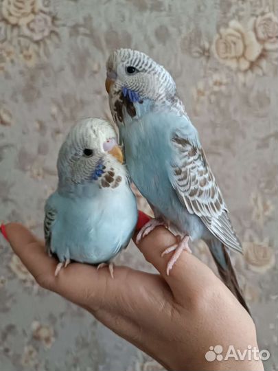 Волнистый попугай ввп