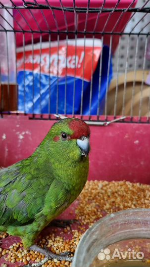 Попугай какарик