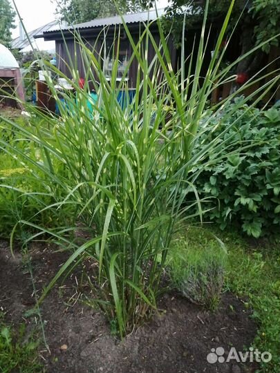 Мискантус зебрина. Осока