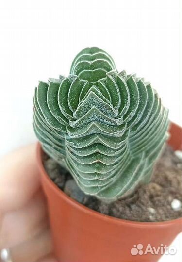 Толстянки (Крассула) редкие 25 сортов