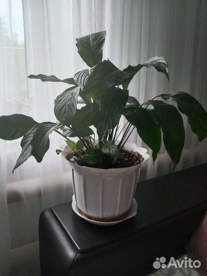 Спатифиллум