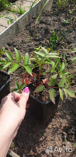 Тибетская малина саженцы