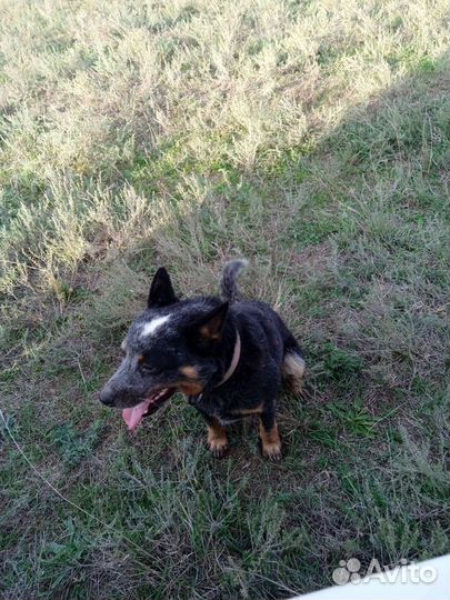 Вязка австралийского хилера