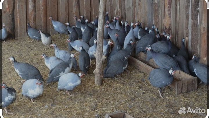 Домашние цесарки