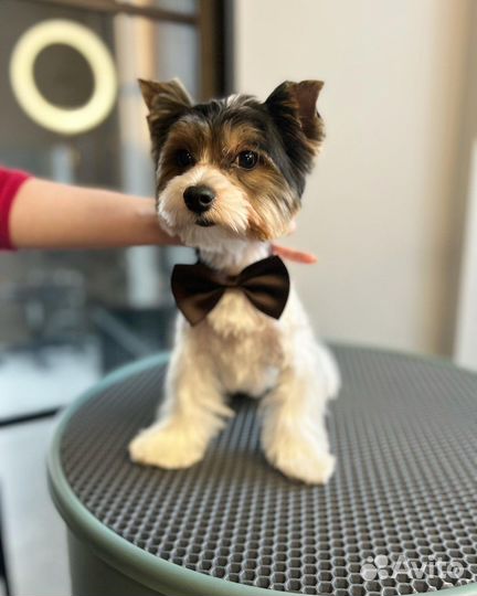 Груминг, уз чистка зубов